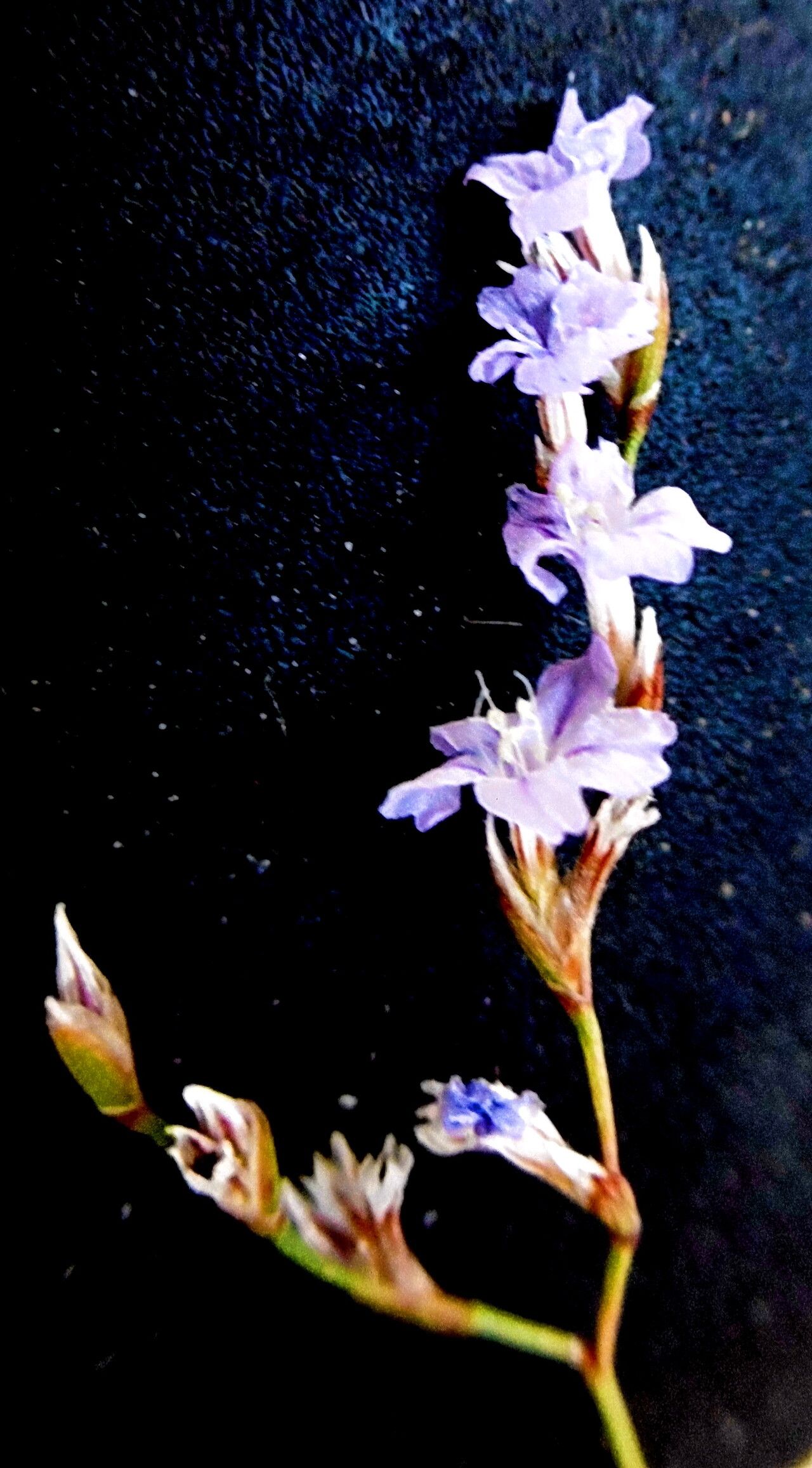 Limonium bocconei flower