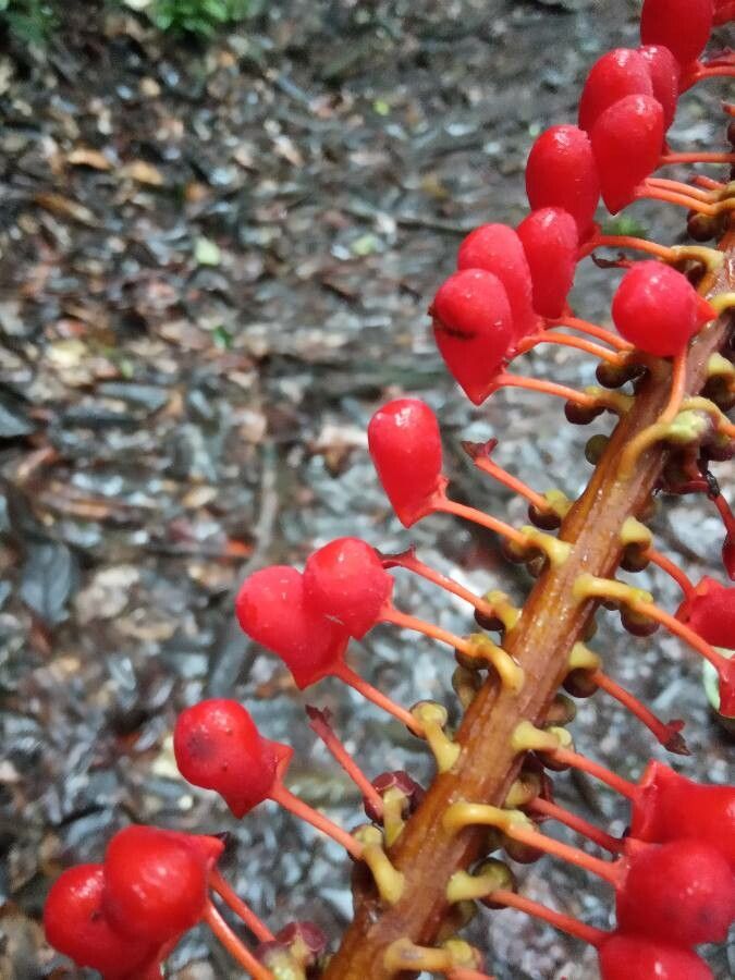 Norantea guianensis fruit