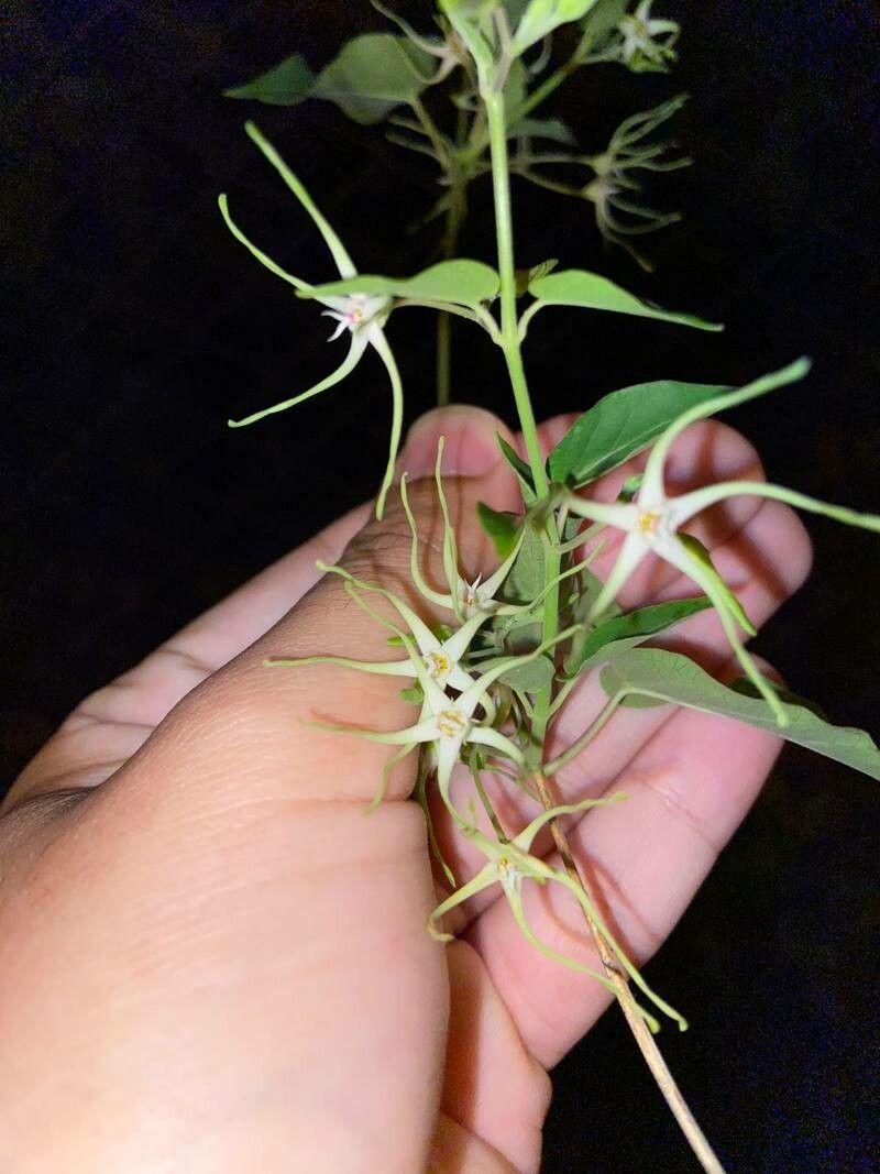 Oxypetalum cordifolium — houseplant care guide