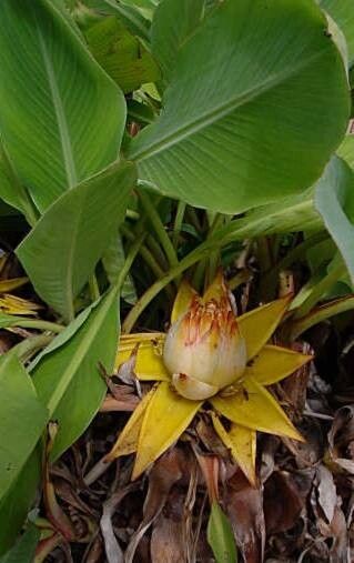 Musella lasiocarpa flower