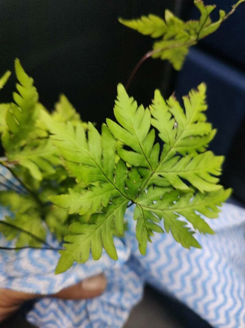 Hemionitis concolor other