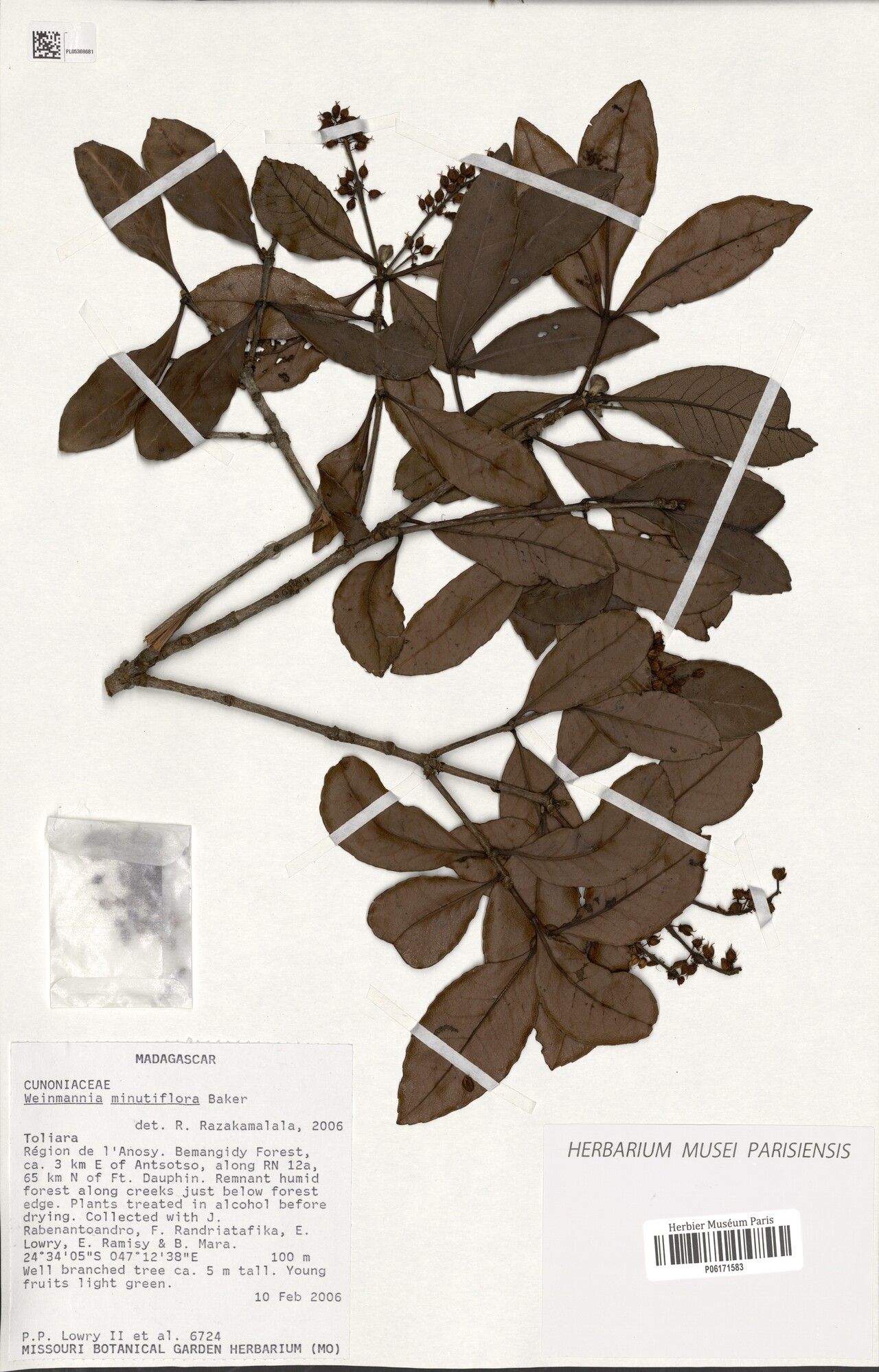 Pterophylla minutiflora — houseplant care guide