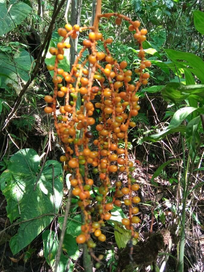 Chamaedorea pinnatifrons fruit