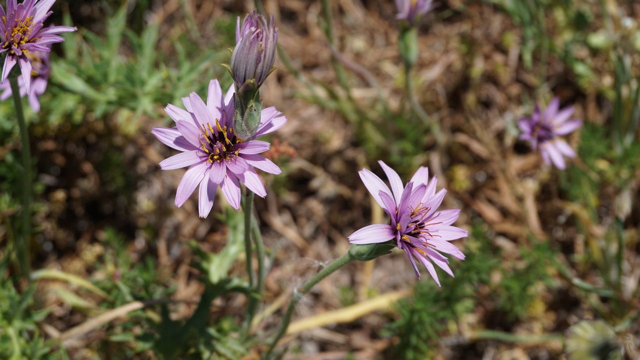 Scorzonera undulata flower