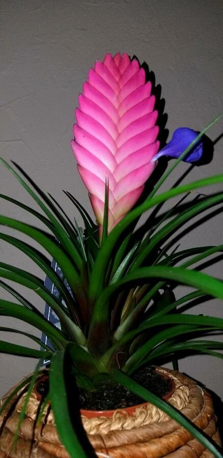 Tillandsia guatemalensis — repeat bloomer houseplant