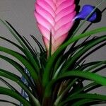 Tillandsia guatemalensis