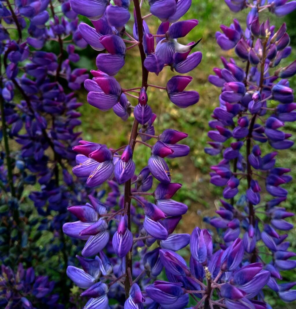 Lupinus perennis flower