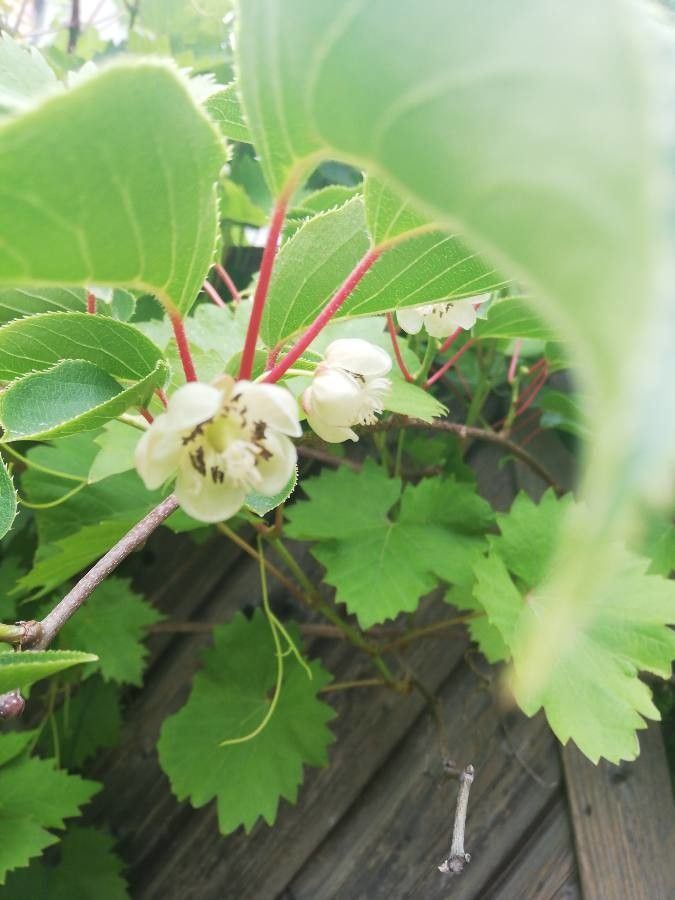 Actinidia arguta flower