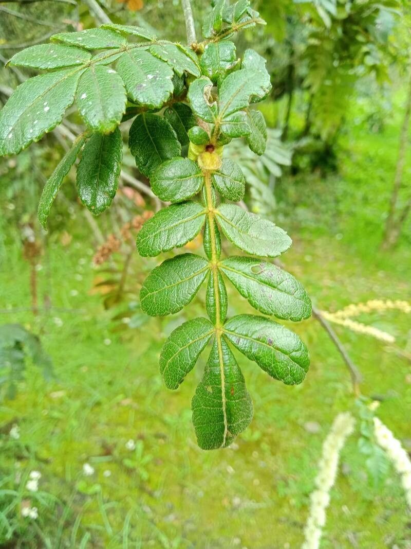 Weinmannia pubescens — houseplant care guide