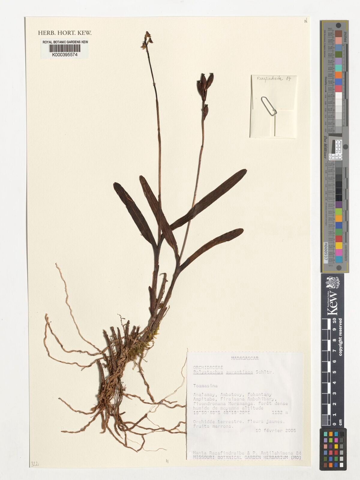 Polystachya aurantiaca — houseplant care guide