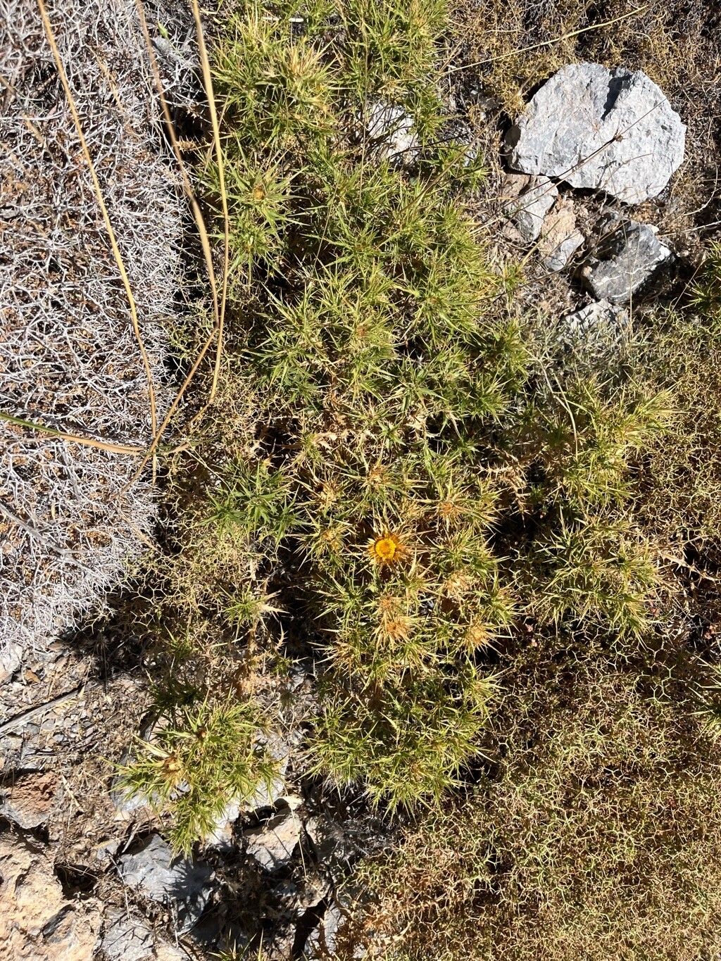 Carlina graeca habit