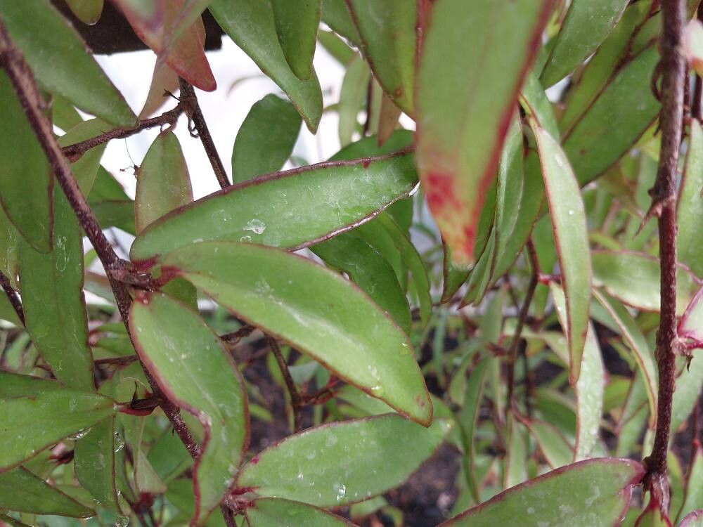 Begonia capillipes — houseplant care guide