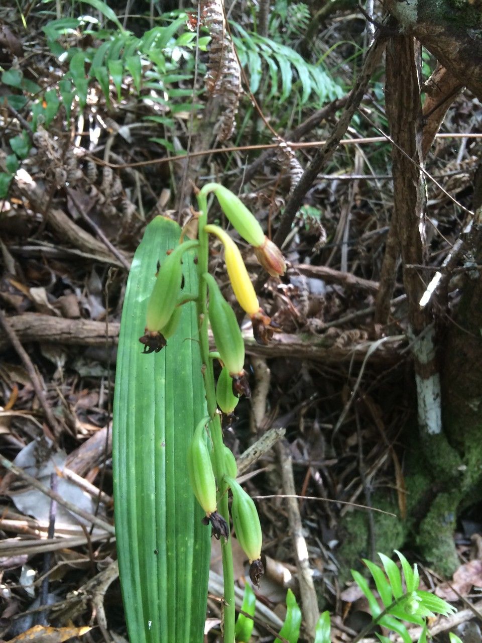 Eulophia pulchra fruit