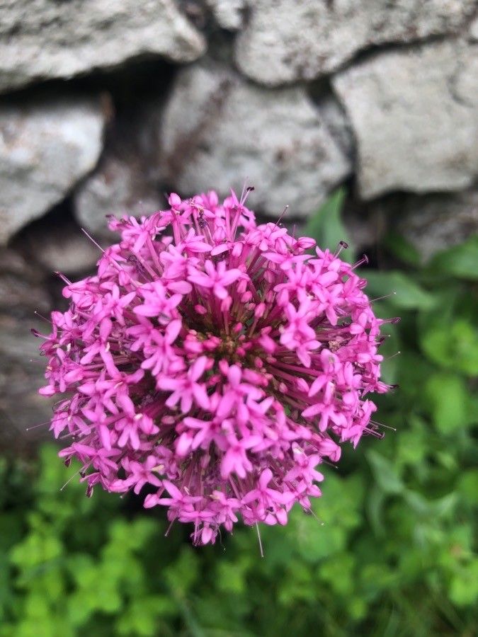 Centranthus angustifolius flower