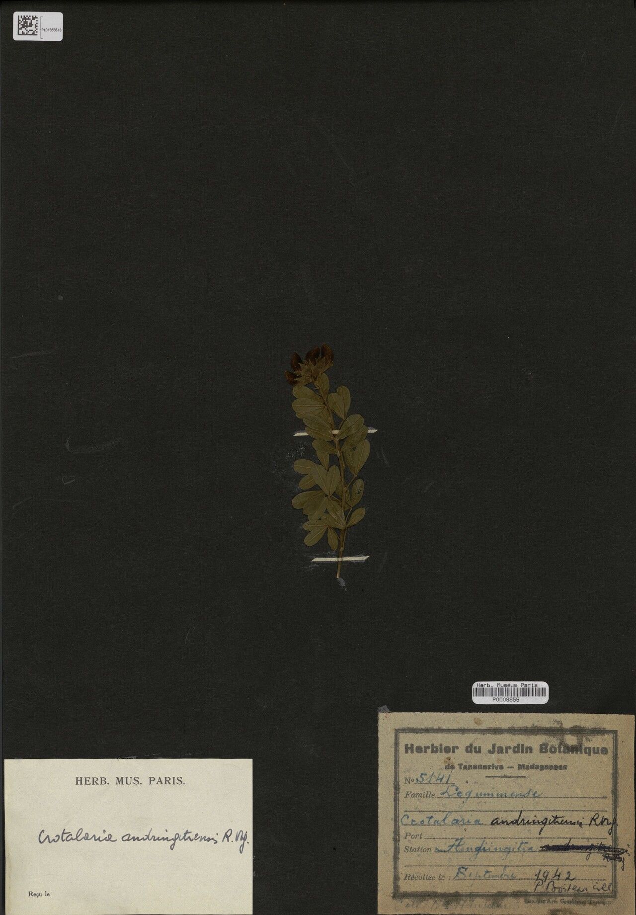 Crotalaria andringitrensis — houseplant care guide