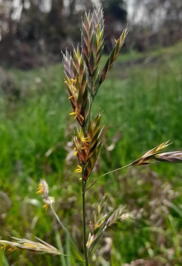 Bromus catharticus flower