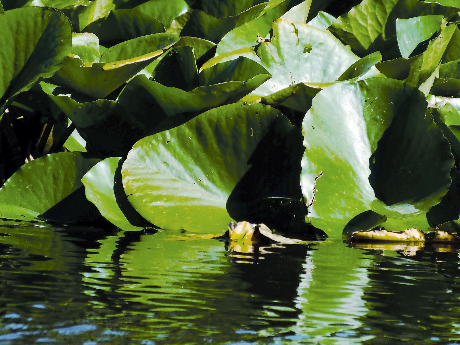 Nymphaea × marliacea leaf
