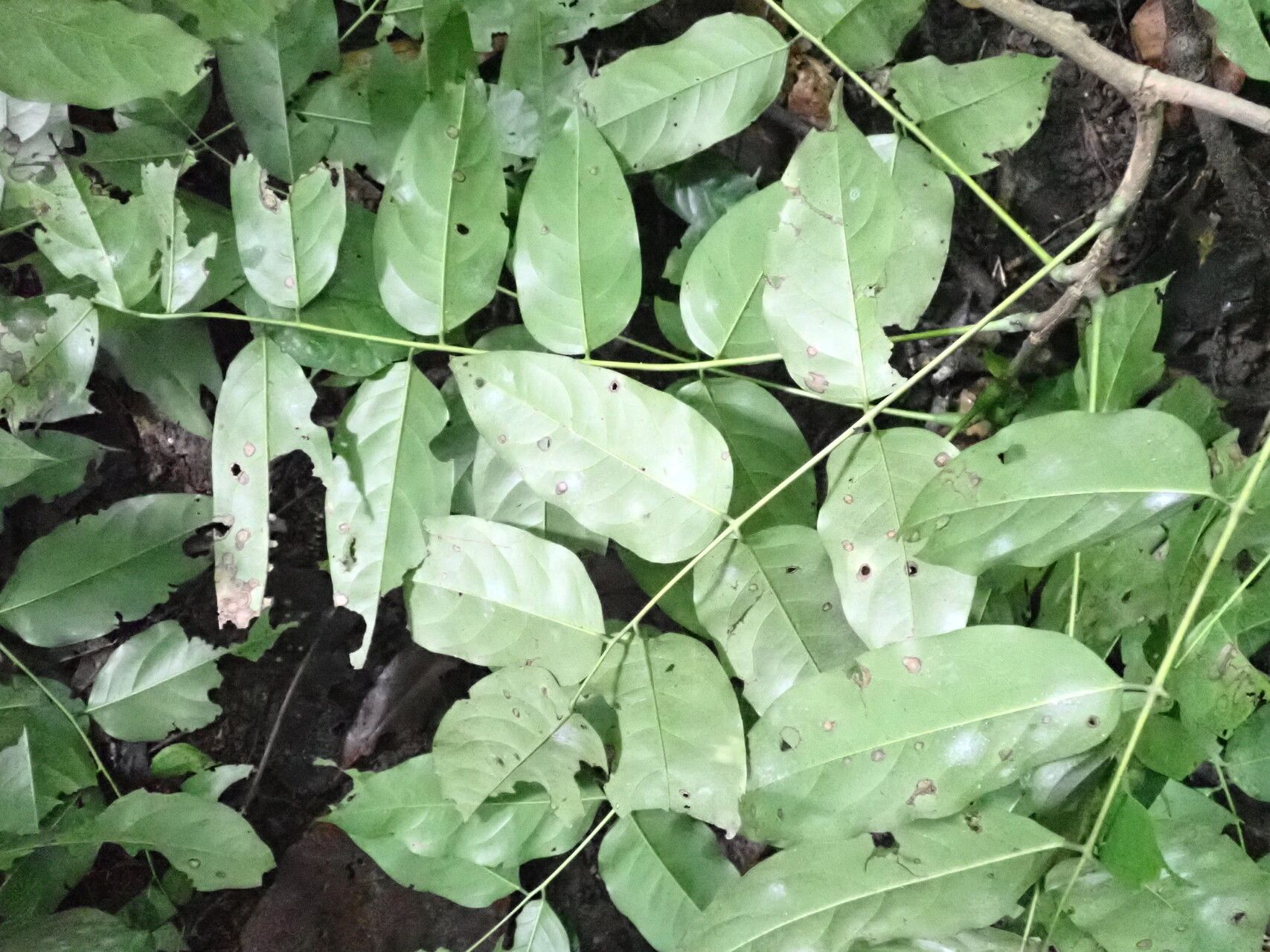 Pterocarpus mildbraedii leaf