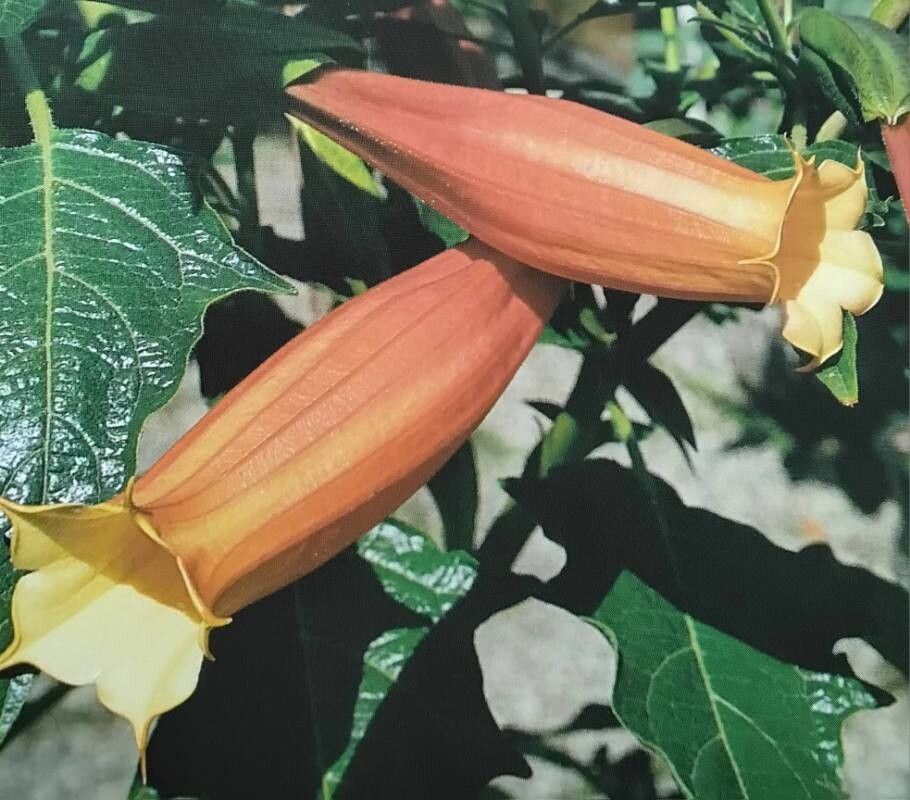 Brugmansia vulcanicola flower