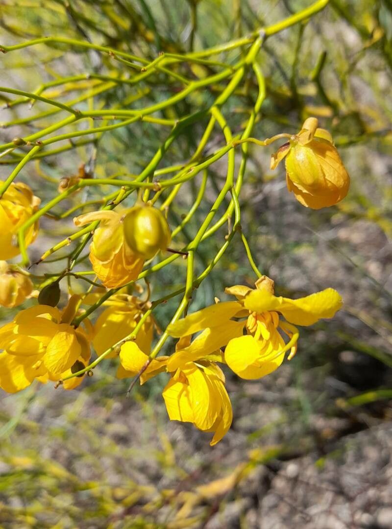 Senna pachyrrhiza — search result for 'Senna'