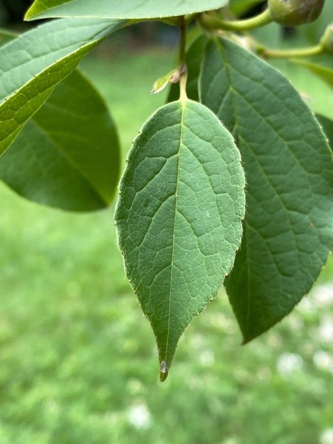 Stewartia sinensis leaf