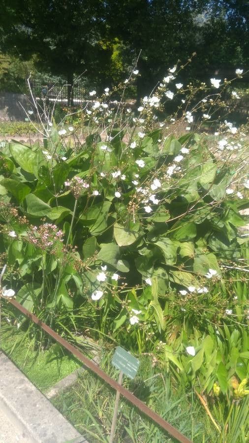 Echinodorus cordifolius habit