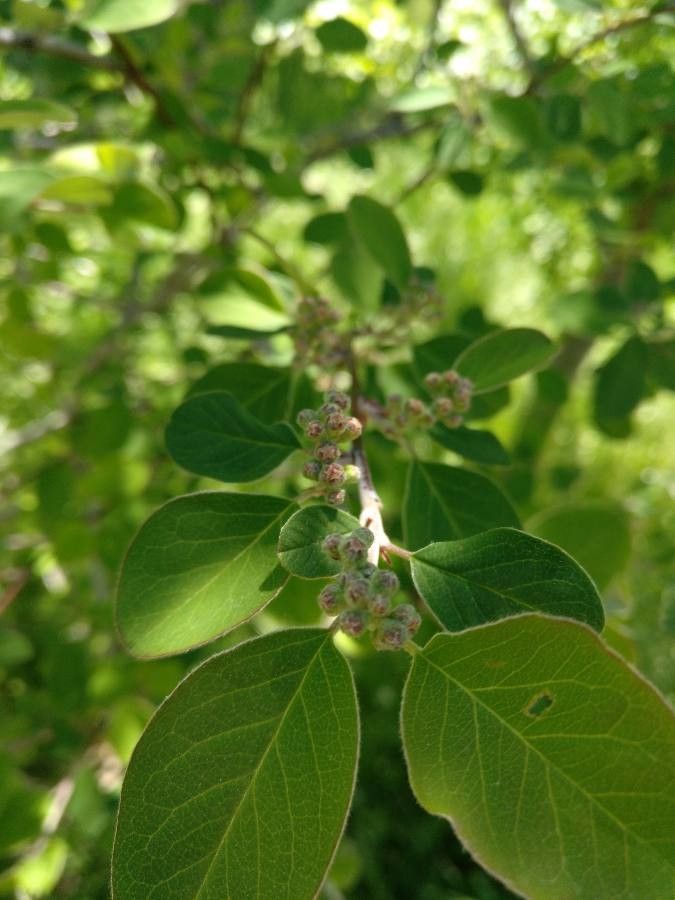 Cotoneaster granatensis flower