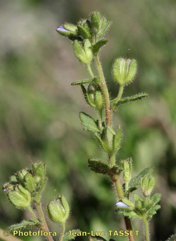 Veronica praecox flower