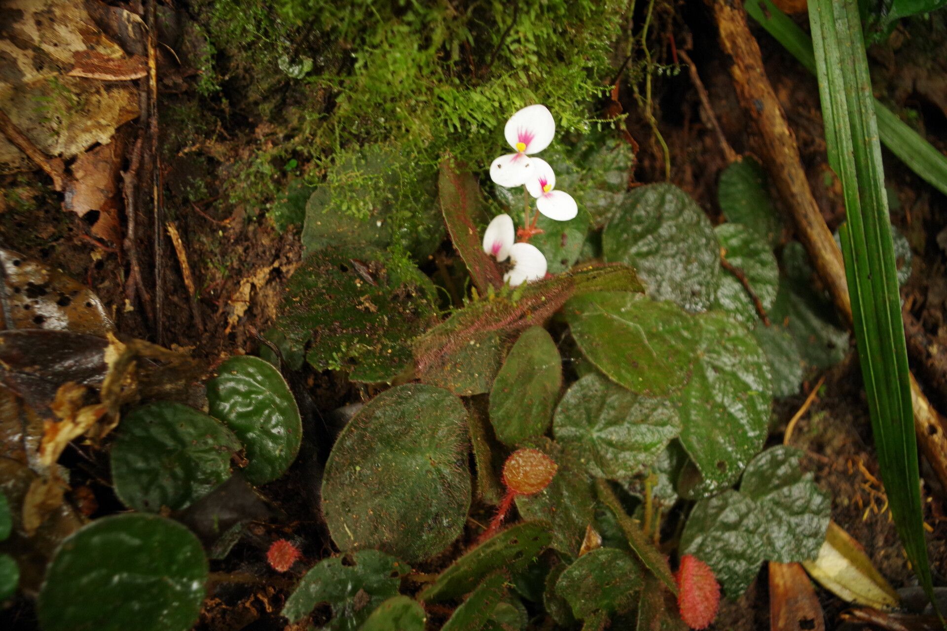Begonia lacunosa habit