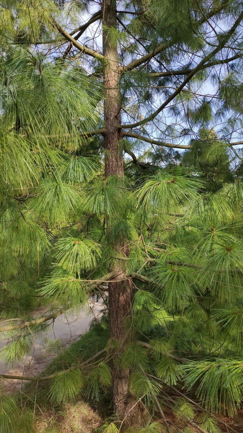 Pinus bhutanica habit