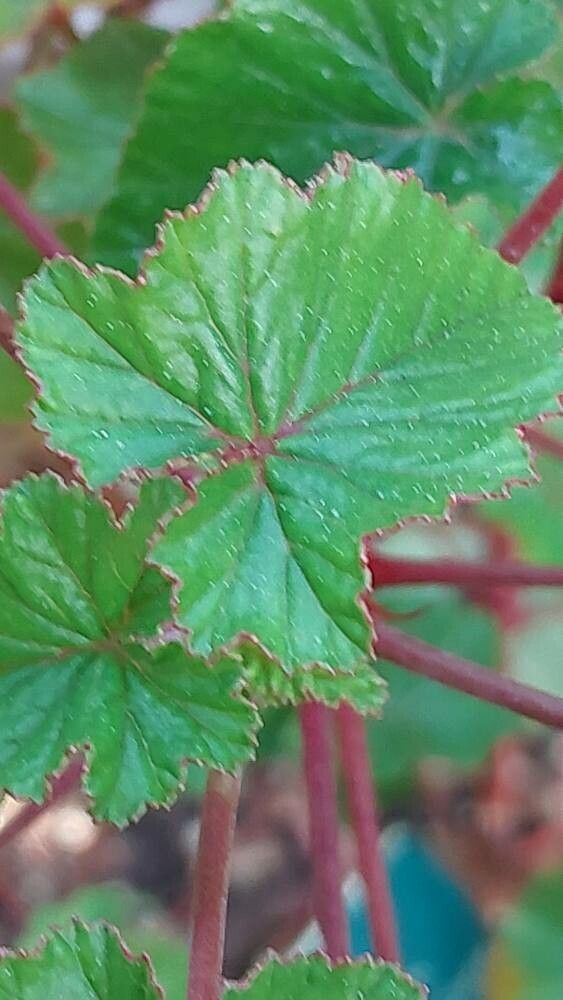 Pelargonium cordifolium leaf