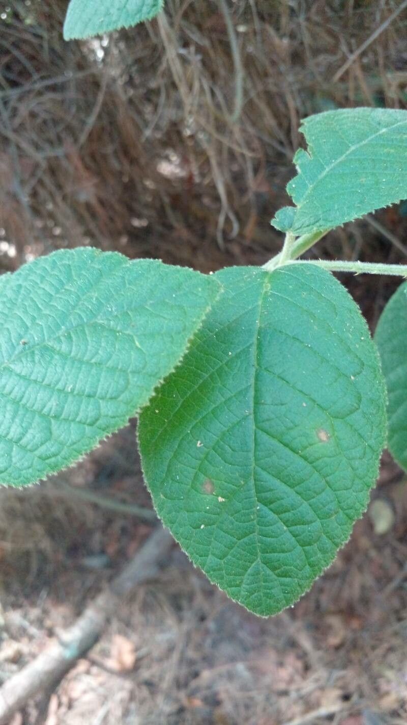 Rubus brasiliensis — houseplant care guide