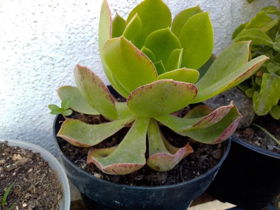 Aeonium cuneatum leaf
