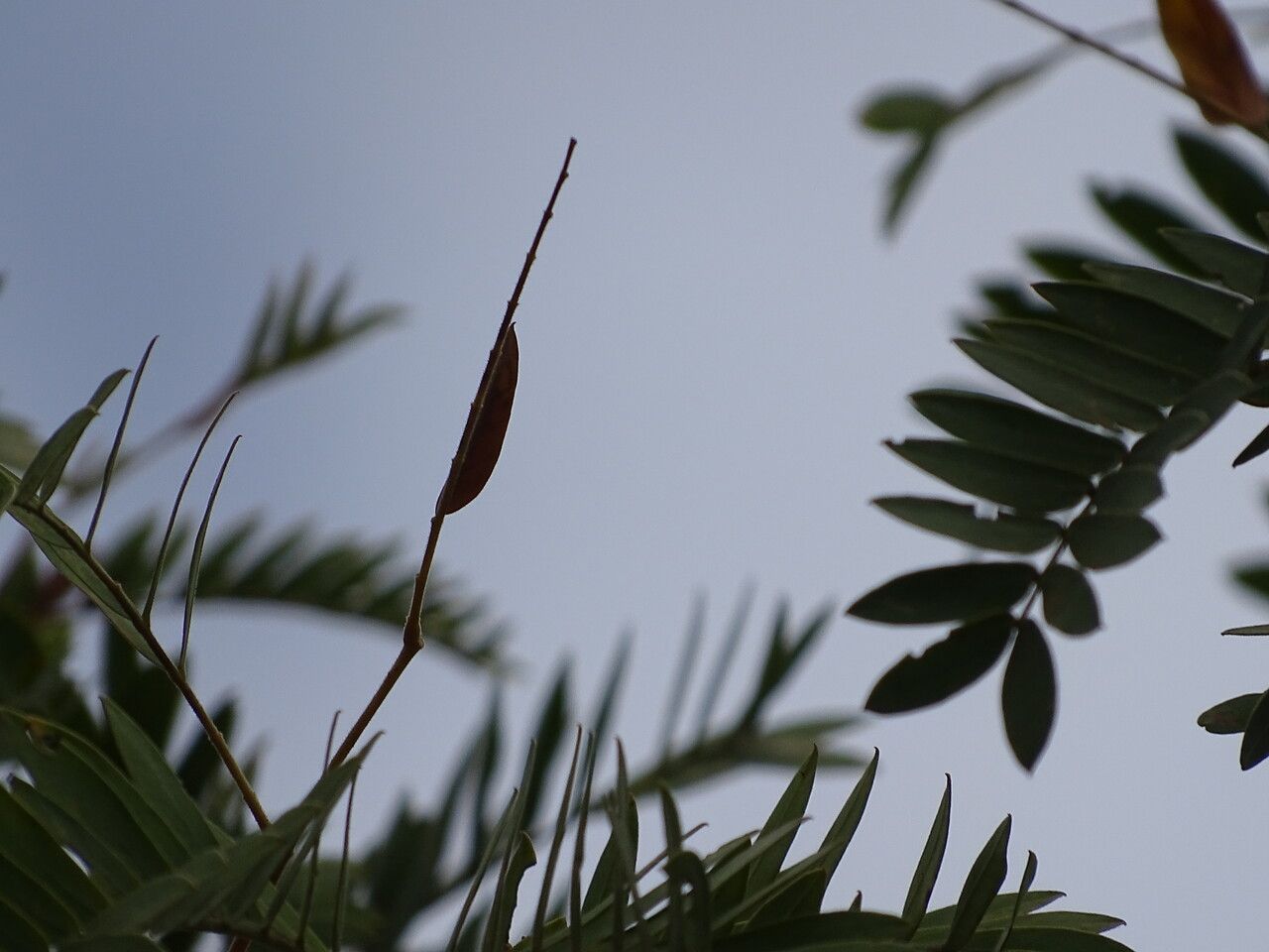 Prosopis africana leaf