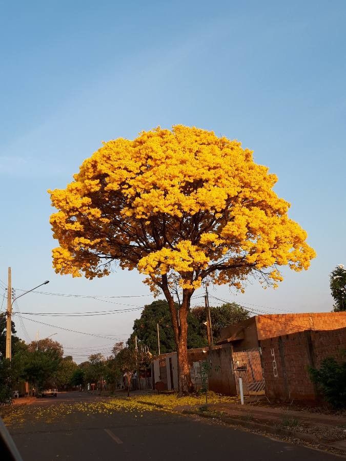 Handroanthus albus habit