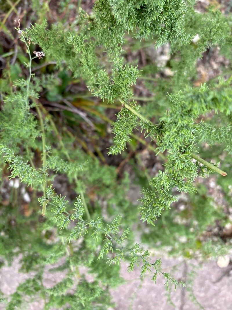 Limonium asparagoides — houseplant care guide