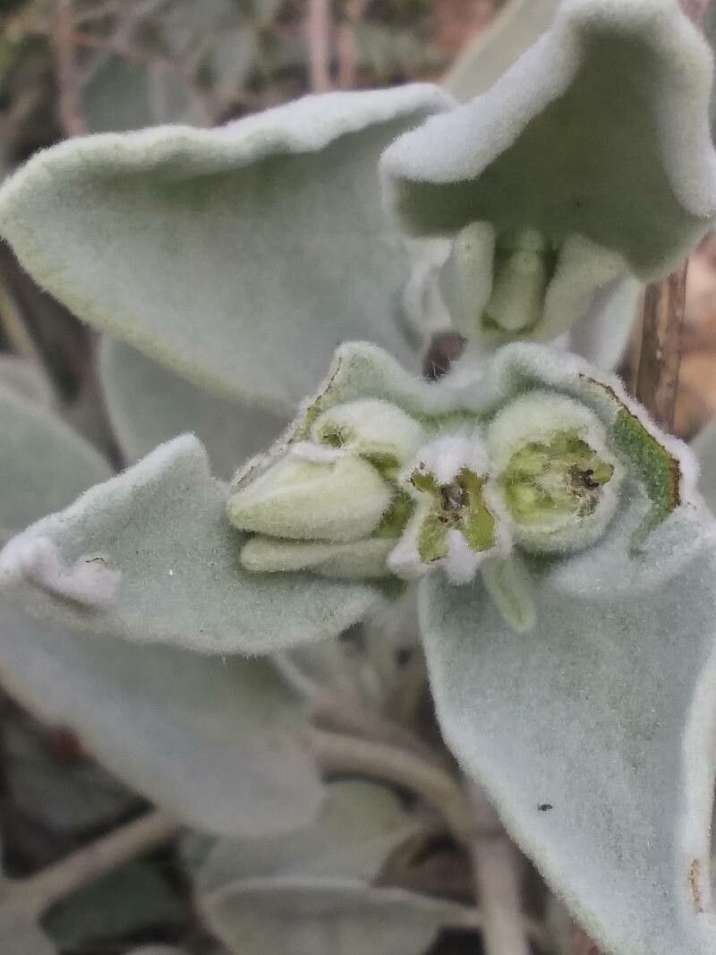 Phlomis crinita flower
