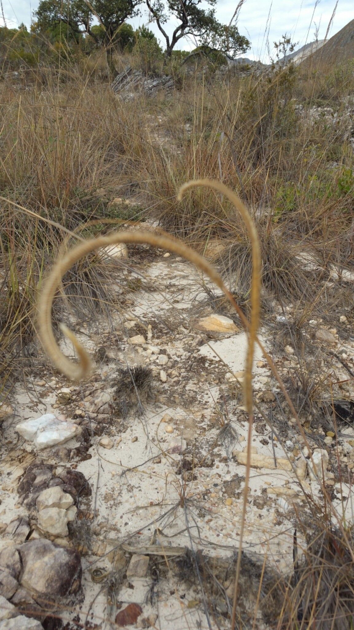 Ctenium concinnum — related species from the same genus