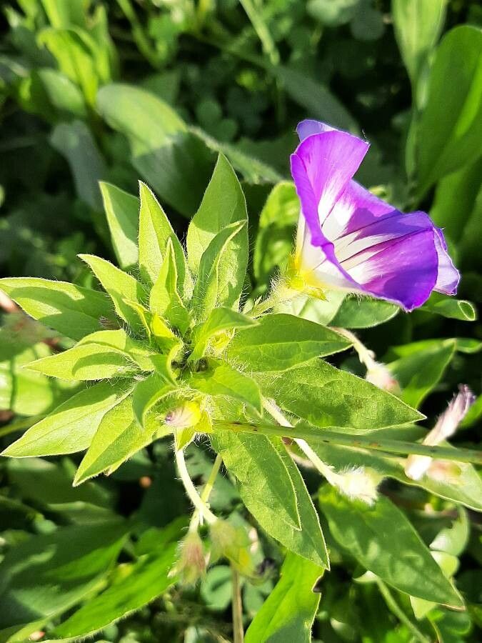 Convolvulus tricolor — search result for 'Convolvulaceae'