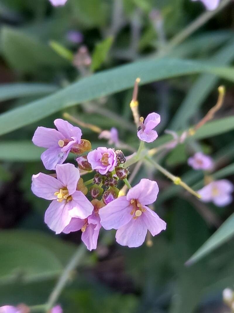 Arabidopsis arenosa flower