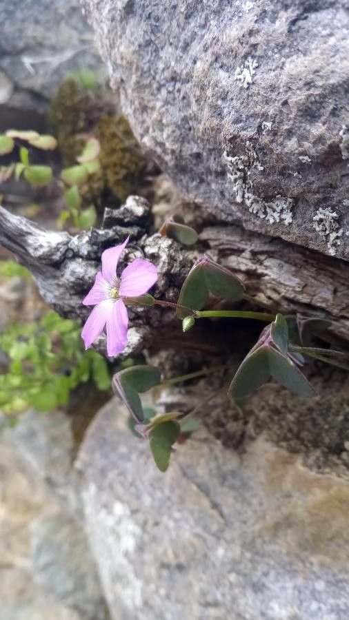 Oxalis violacea flower