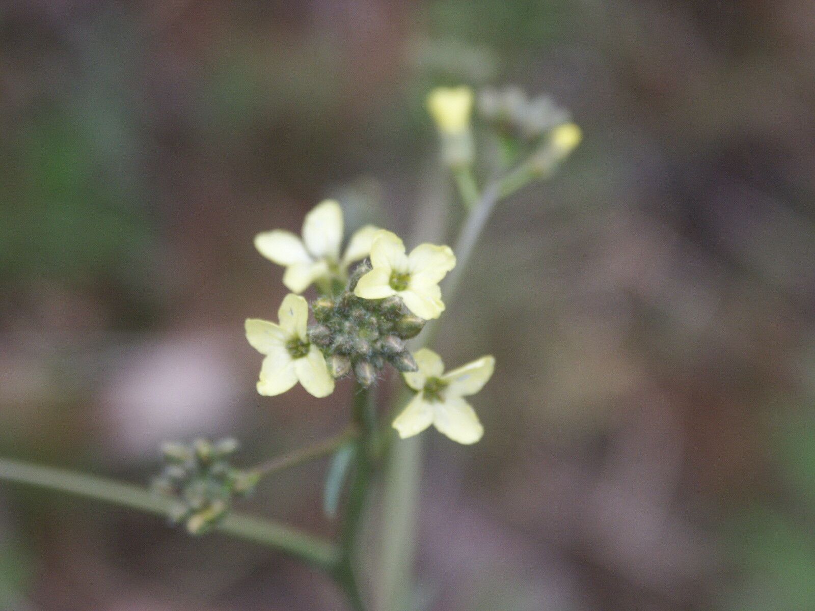 Sisymbrium crassifolium flower