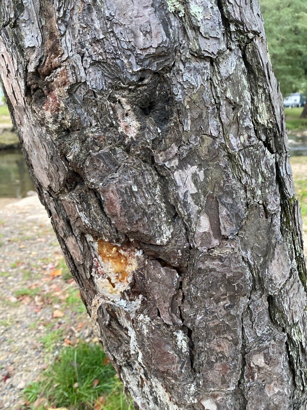Pinus virginiana bark