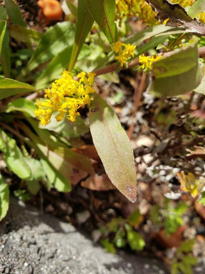 Solidago nemoralis leaf