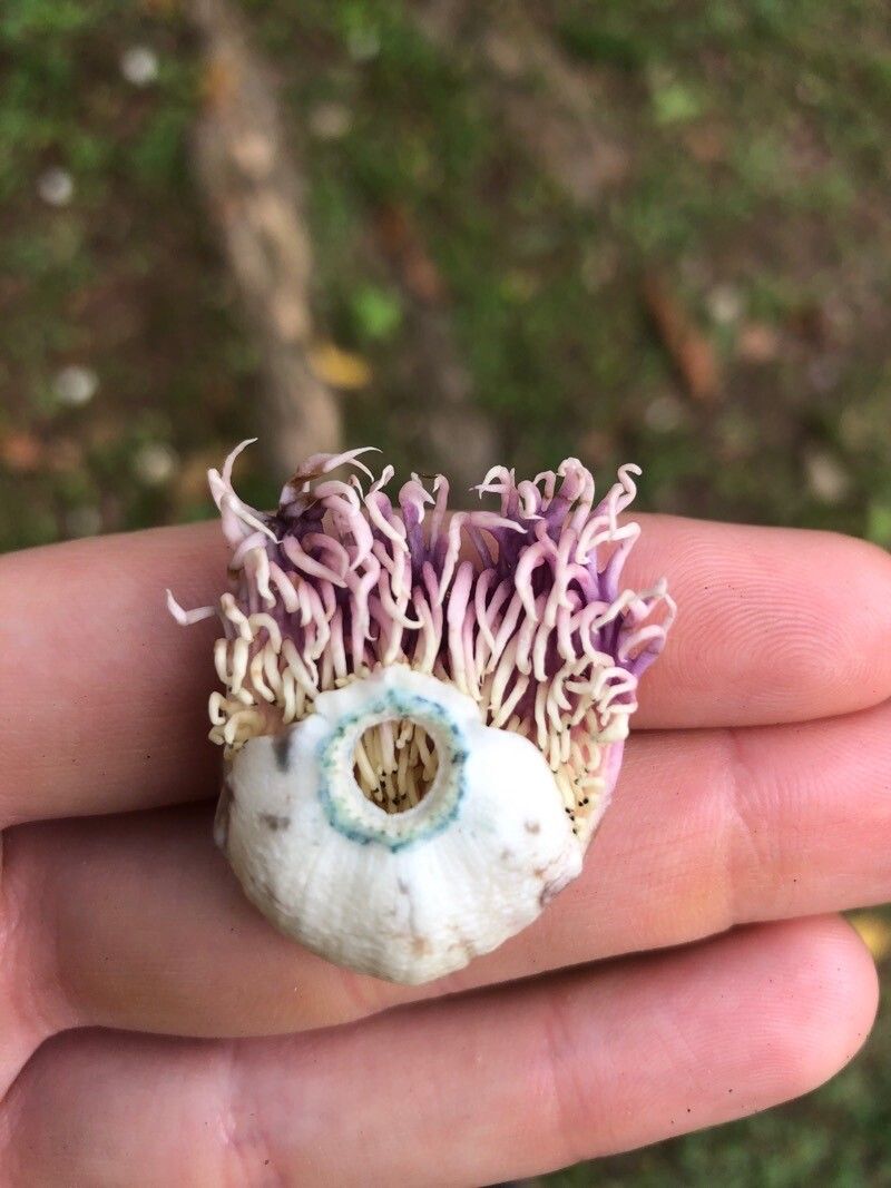 Lecythis ampla — search result for 'Costa Rica'