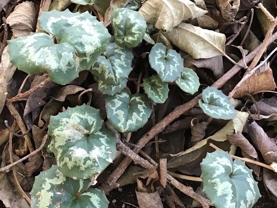 Cyclamen mirabile — search result for 'Cyclamen'