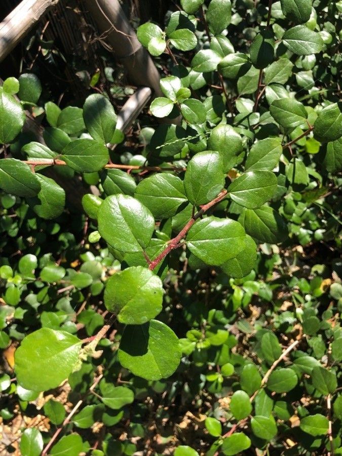 Ribes viburnifolium — unique fruits houseplant