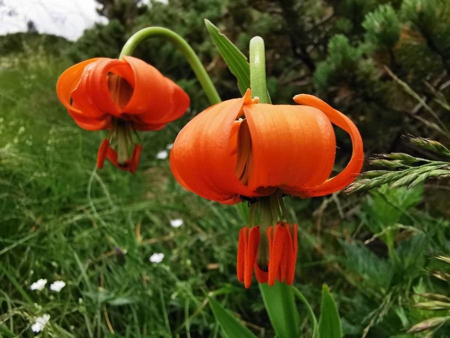 Lilium pomponium flower