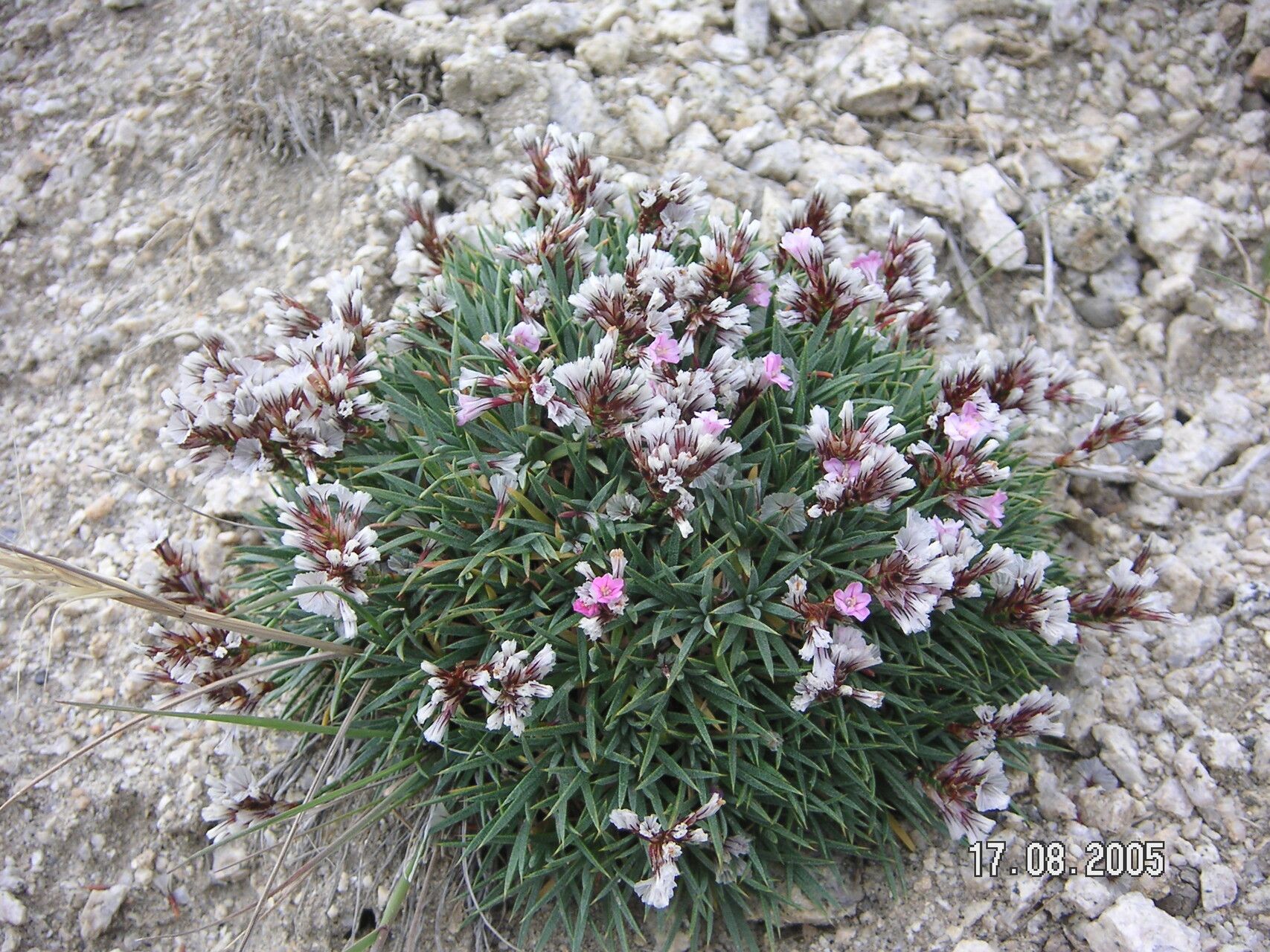 Acantholimon lycopodioides — houseplant care guide