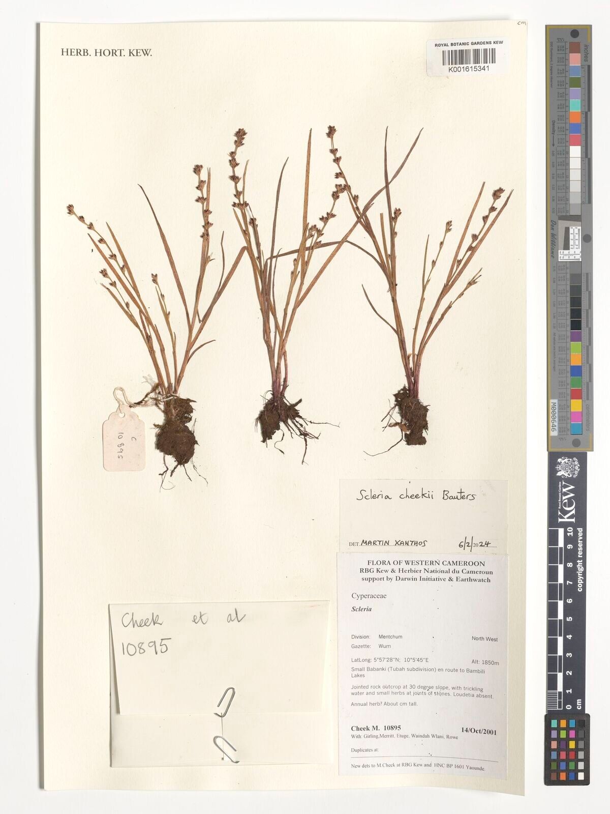 Scleria cheekii — houseplant care guide